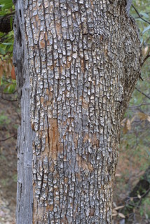Arbutus arizonica, bark - of a large tree