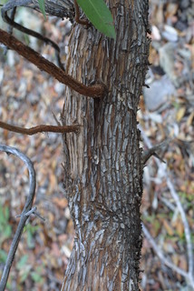 Arbutus arizonica, bark - of a medium tree or large branch