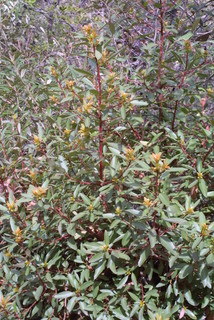 Arbutus arizonica, whole tree or vine - general