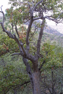 Arbutus arizonica, whole tree or vine - general