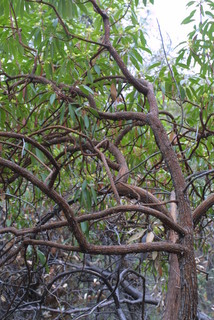 Arbutus arizonica, whole tree or vine - view up trunk