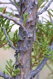 Juniperus monosperma, bark - of a small tree or small branch