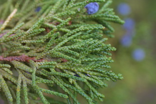 Juniperus monosperma, leaf - showing orientation on twig