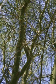 Parkinsonia aculeata, whole tree or vine - view up trunk
