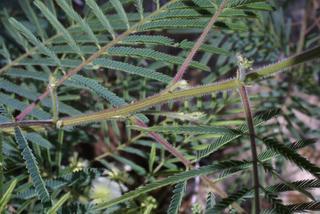 Acacia angustissima, twig - orientation of petioles