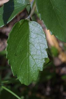 Celtis pallida, leaf - whole upper surface