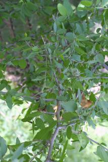 Celtis pallida, whole tree or vine - general