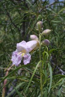 Chilopsis linearis, inflorescence - whole - unspecified