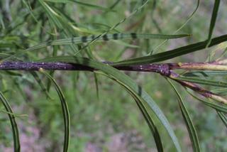 Chilopsis linearis, twig - orientation of petioles