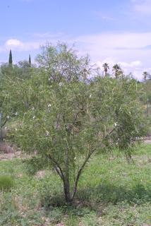 Chilopsis linearis, whole tree or vine - general