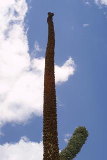 Agave ocahui, inflorescence - whole - unspecified