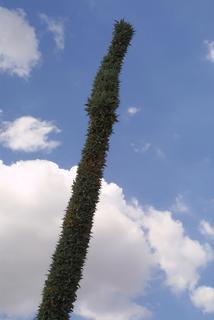 Agave vilmoriniana, inflorescence - whole - unspecified