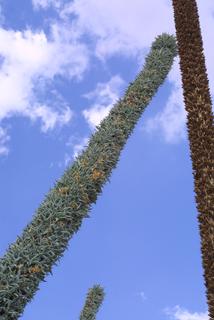 Agave vilmoriniana, inflorescence - whole - unspecified