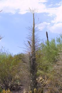 Fouquieria columnaris, whole tree or vine - general