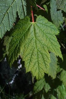 Acer spicatum, leaf - whole upper surface