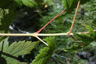 Acer spicatum, twig - orientation of petioles