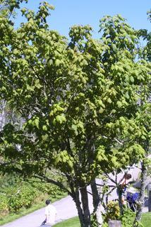Acer spicatum, whole tree or vine - general