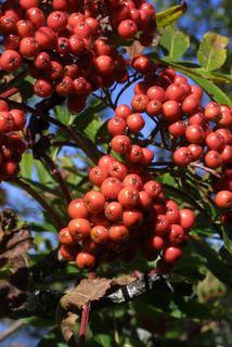 Sorbus americana, fruit - as borne on the plant