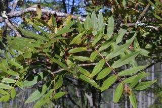 Sorbus americana, leaf - showing orientation on twig