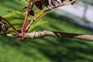 Sorbus americana, twig - orientation of petioles