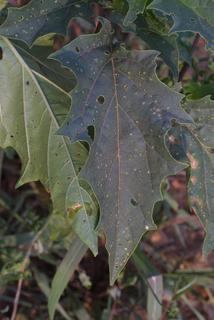 Datura stramonium, leaf - on upper stem