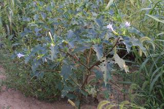Datura stramonium, whole plant - in flower - general view