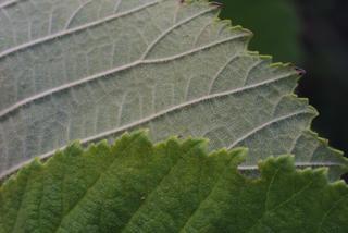 Ulmus rubra, leaf - margin of upper + lower surface