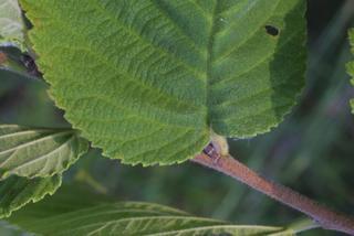 Ulmus rubra, leaf - unspecified