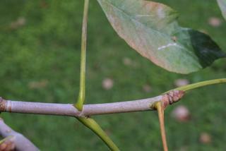Aesculus pavia, twig - orientation of petioles