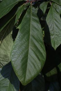 Asimina triloba, leaf - whole upper surface