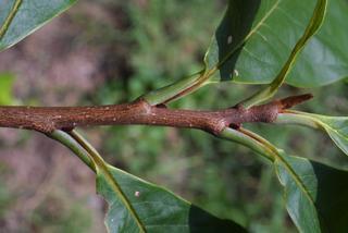 Asimina triloba, twig - orientation of petioles