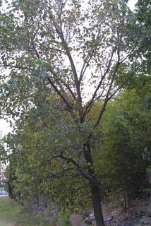 Populus deltoides, whole tree or vine - general