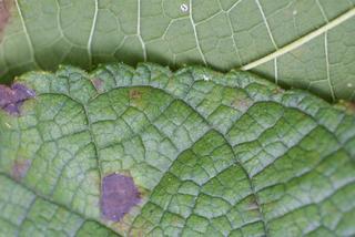Morus rubra, leaf - margin of upper + lower surface