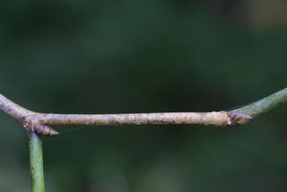 Morus rubra, twig - orientation of petioles
