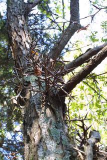 Gleditsia triacanthos, bark - of a large tree