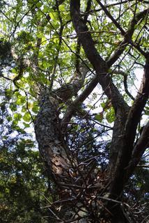 Gleditsia triacanthos, whole tree or vine - view up trunk
