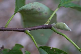 Magnolia acuminata, twig - orientation of petioles