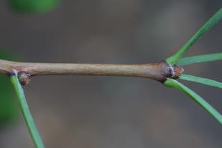 Ginkgo biloba, twig - showing attachment of needles