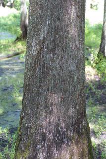 Nyssa aquatica, bark - of a large tree