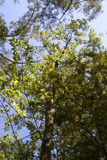 Nyssa aquatica, whole tree or vine - view up trunk