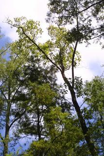 Nyssa aquatica, whole tree or vine - view up trunk