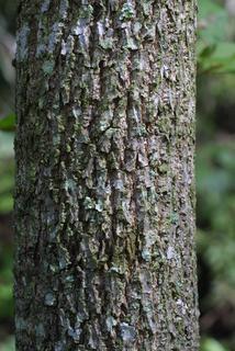 Nyssa aquatica, bark - of a medium tree or large branch