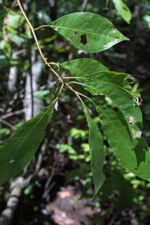 Nyssa aquatica, leaf - showing orientation on twig