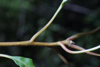 Nyssa aquatica, twig - orientation of petioles