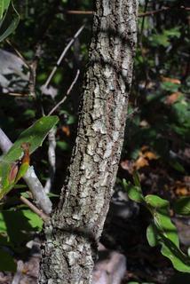 Quercus marilandica, bark - of a small tree or small branch