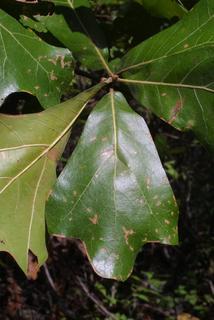 Quercus marilandica, leaf - whole upper surface