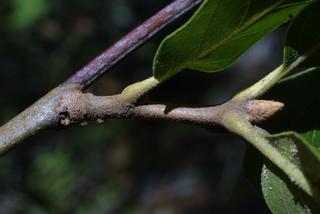 Quercus marilandica, twig - orientation of petioles