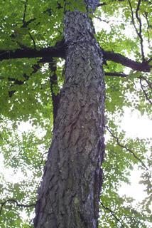 Gymnocladus dioicus, whole tree or vine - view up trunk