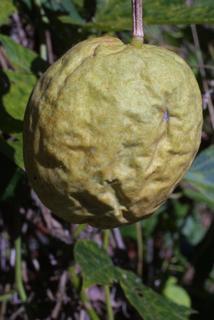 Passiflora incarnata, fruit - lateral or general close-up