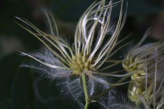 Clematis virginiana, fruit - as borne on the plant